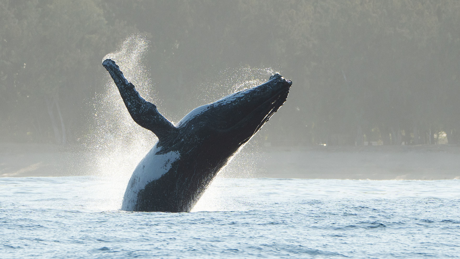 Les baleines, de grands mammifères marins qui réservent encore bien des mystères. © Adrien Fajeau, Globice